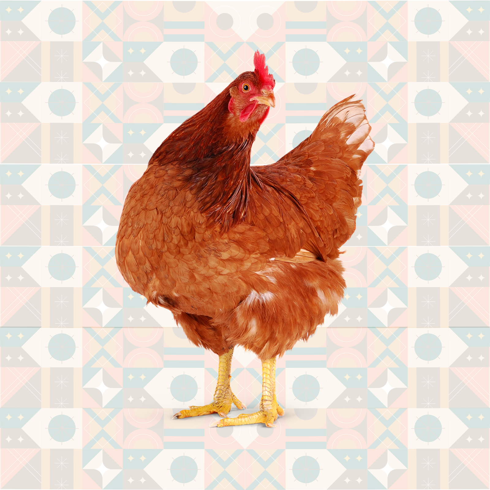 Free Range Chickens