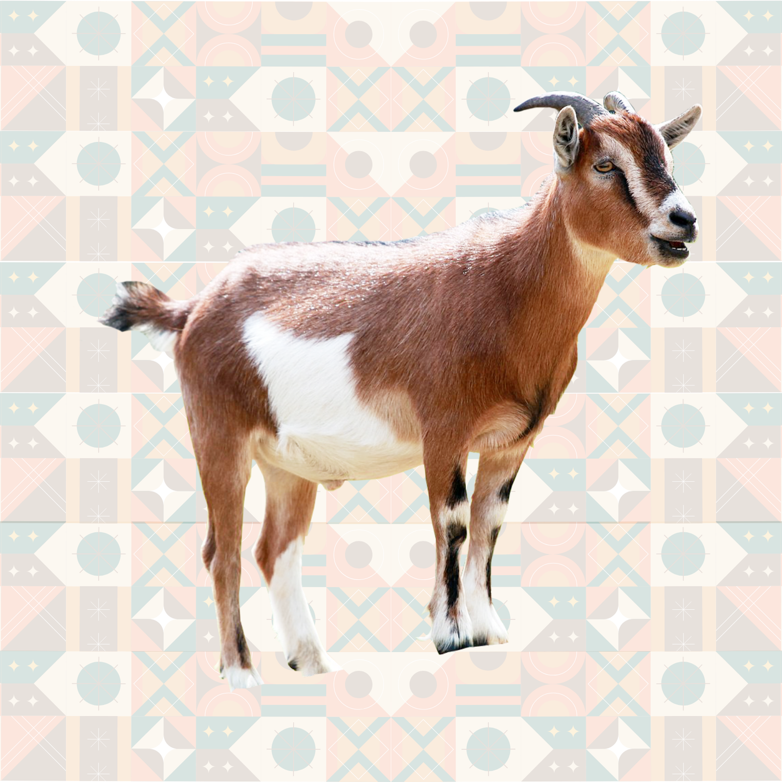 Live Goats